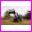 �adowacz czo�owy �-106 A
