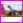Wid�y do obornika i bel s�omy