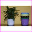 Tulipan Stoj�cy Ciemny Niebieski o �rednicy 17cm. Cena za 25szt
